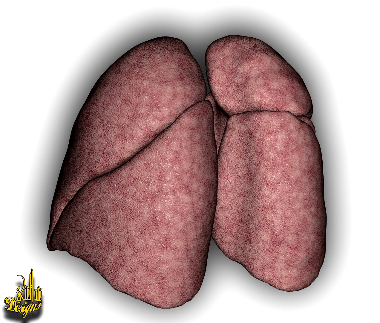 lungs