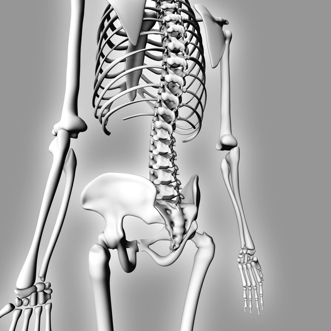 Human Skeleton