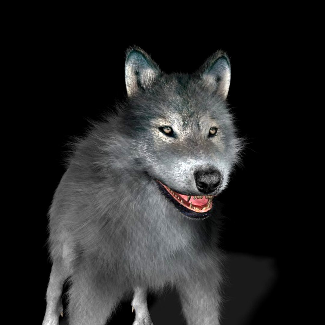 Wolf