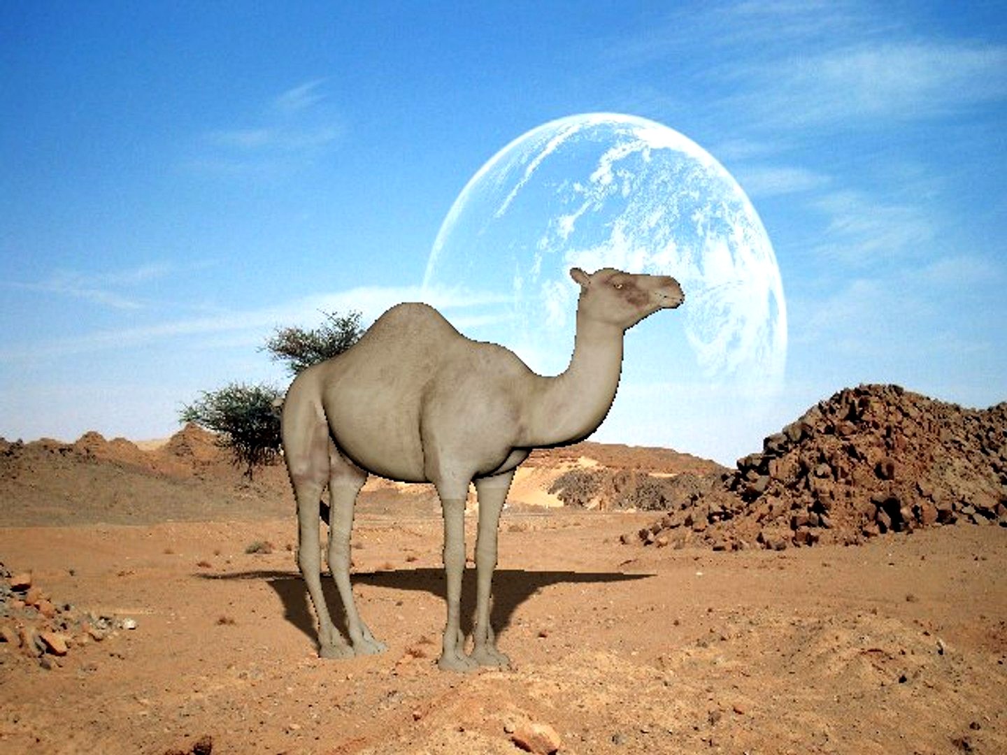 camel