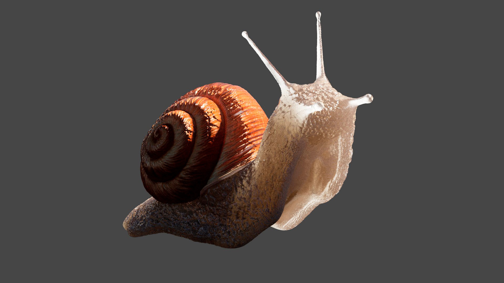 Garden Snail