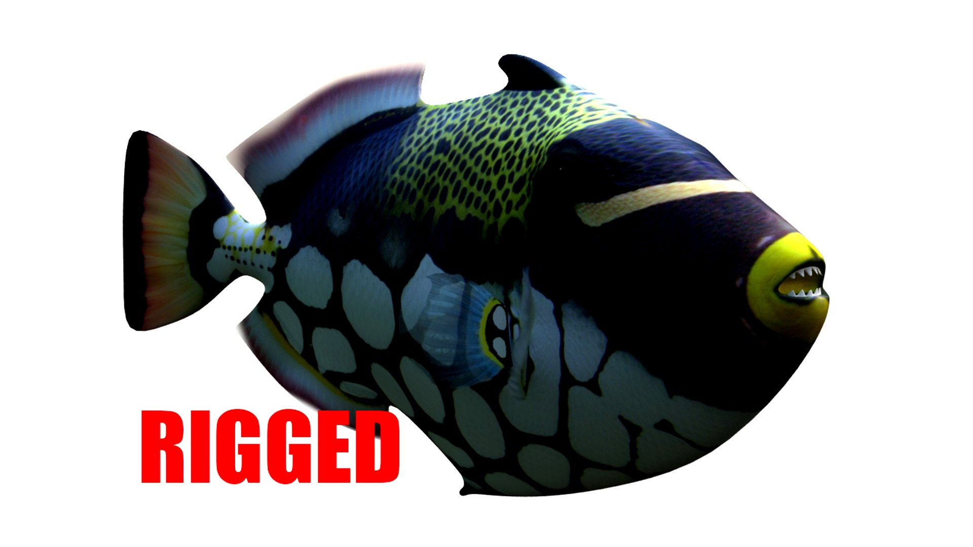 Clown Trigger Fish