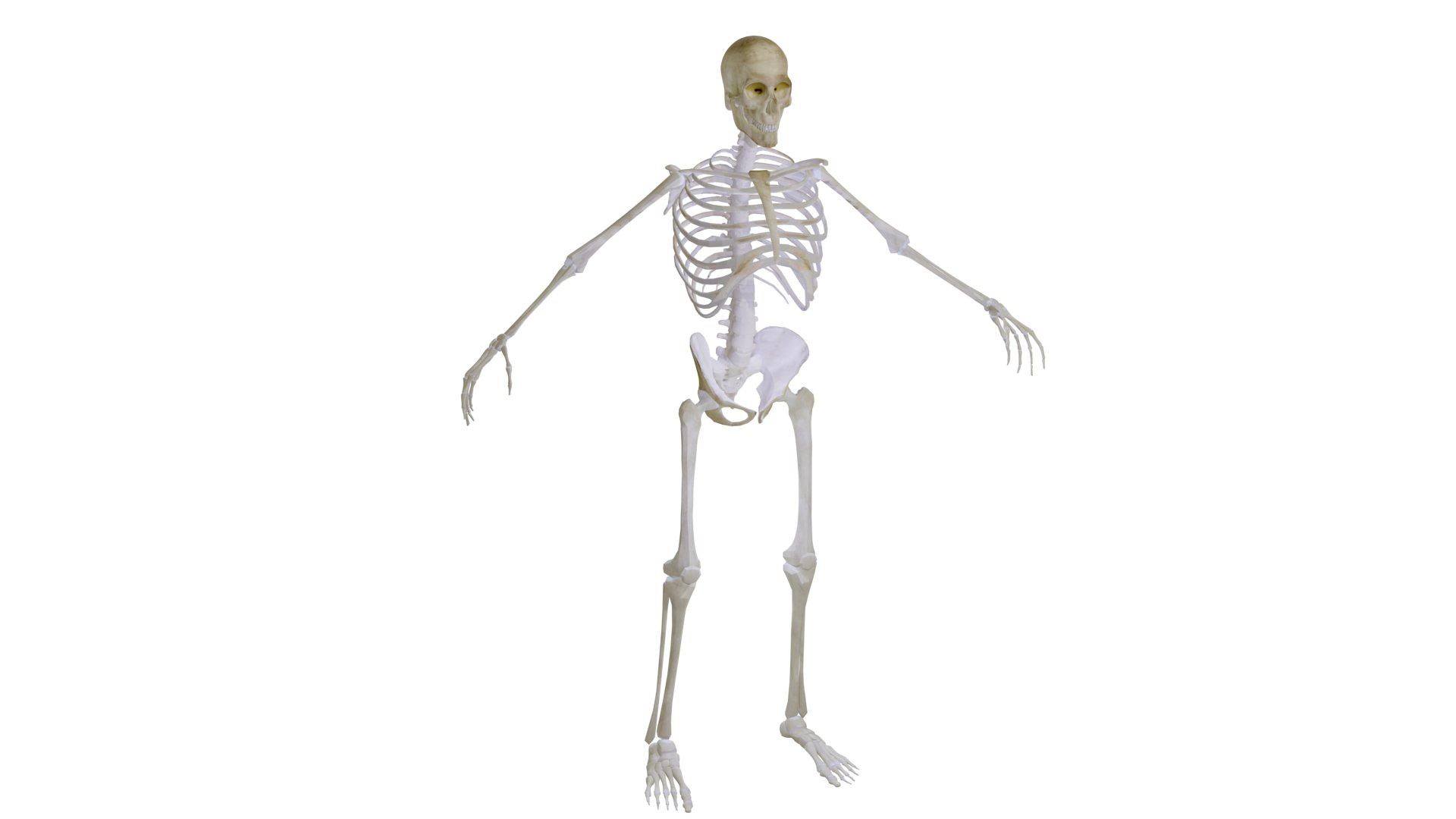 skeleton