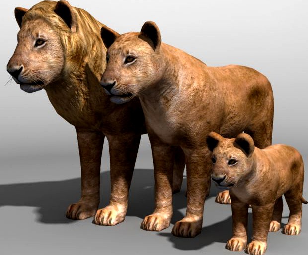 Lion family 3D Model