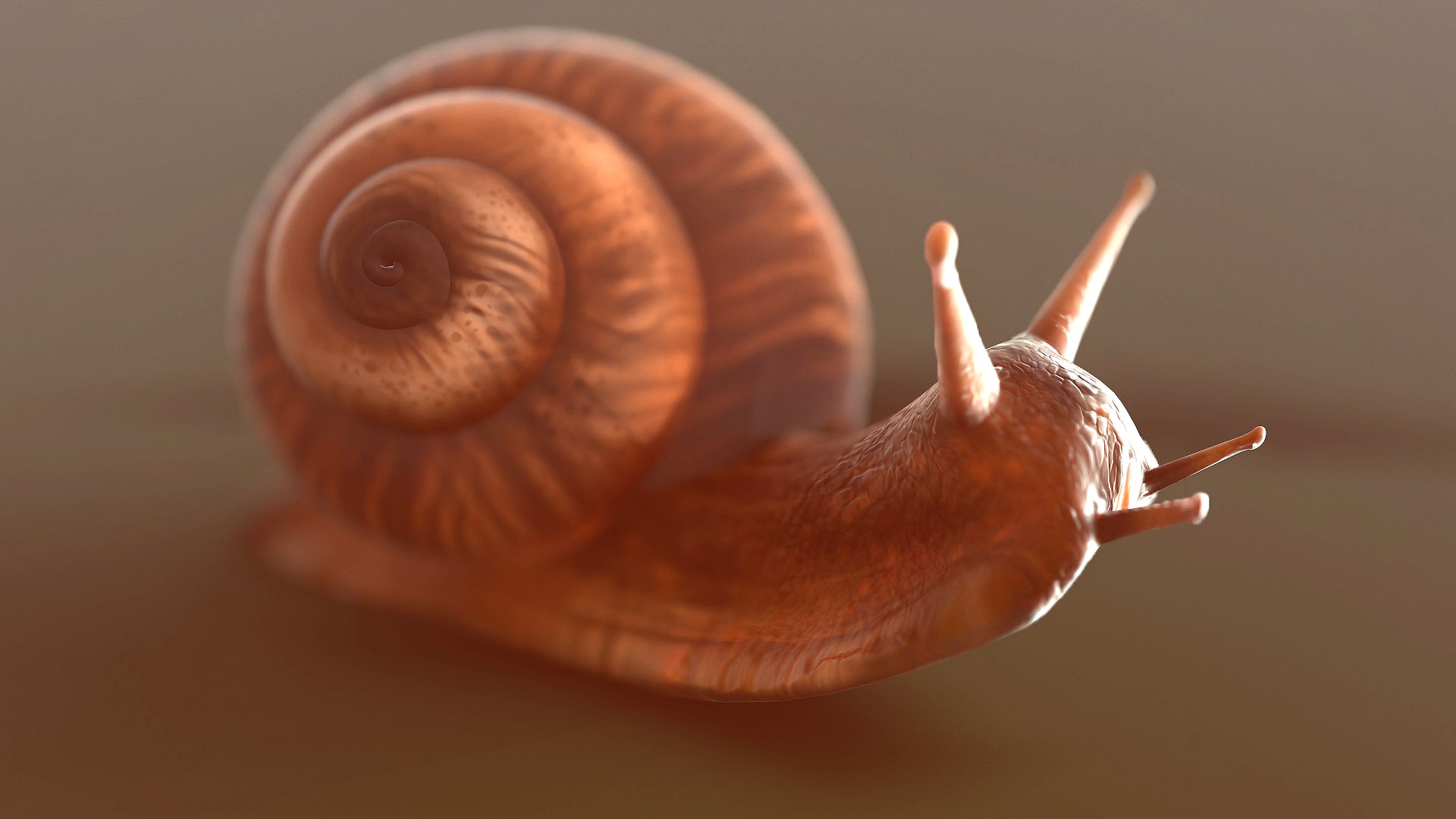 snail