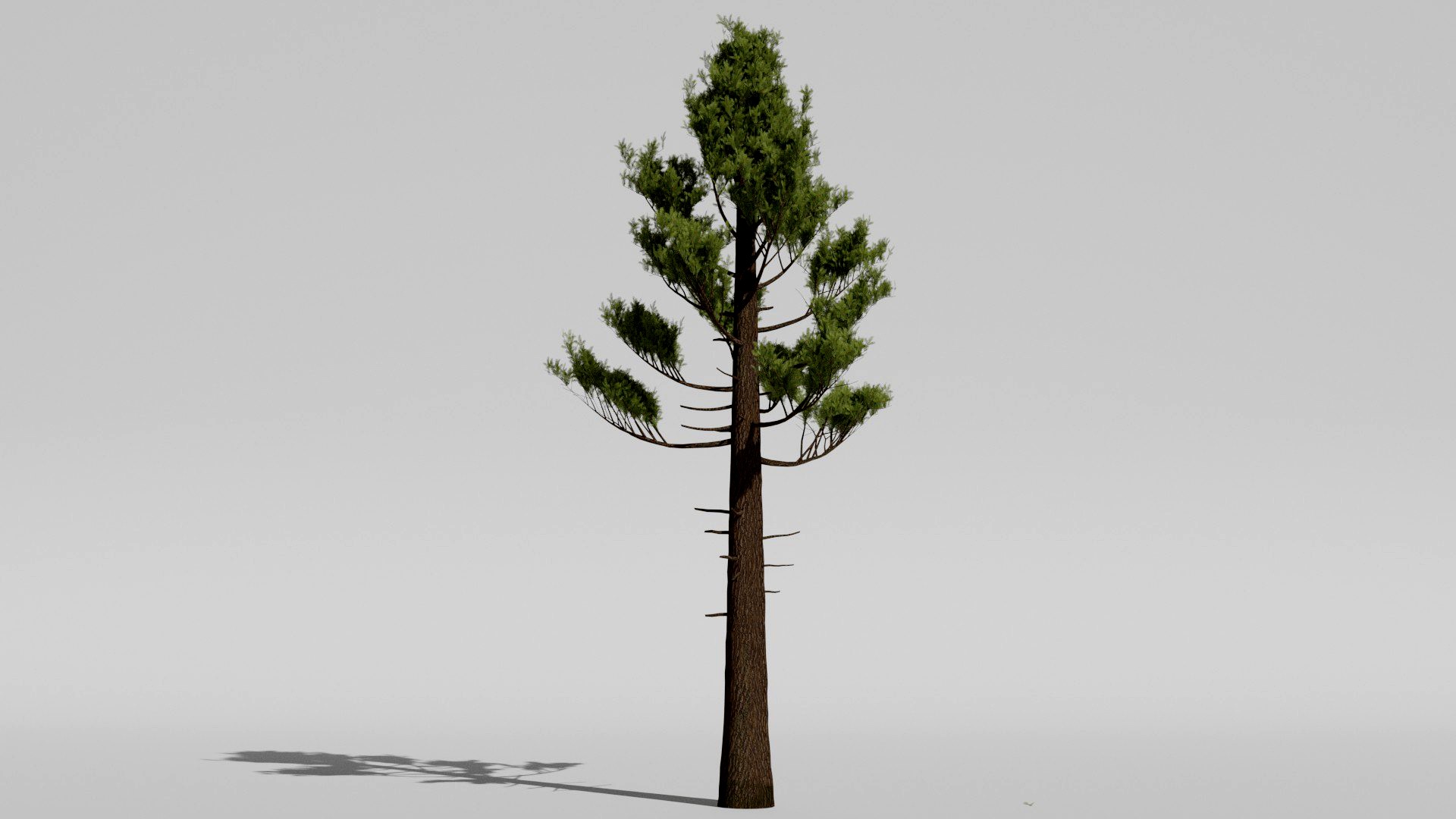 Pine