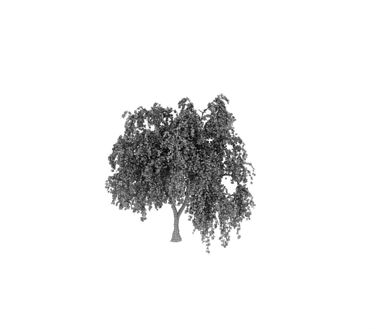 Common birch