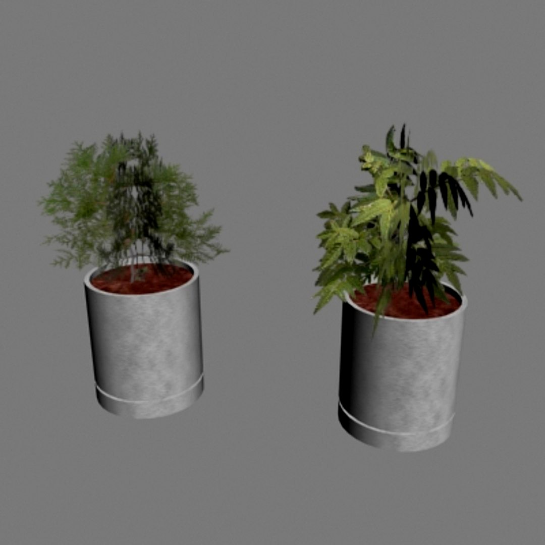 Indoor Plants