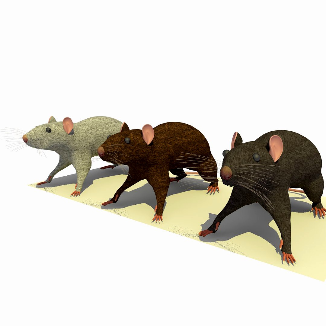 3 Rats