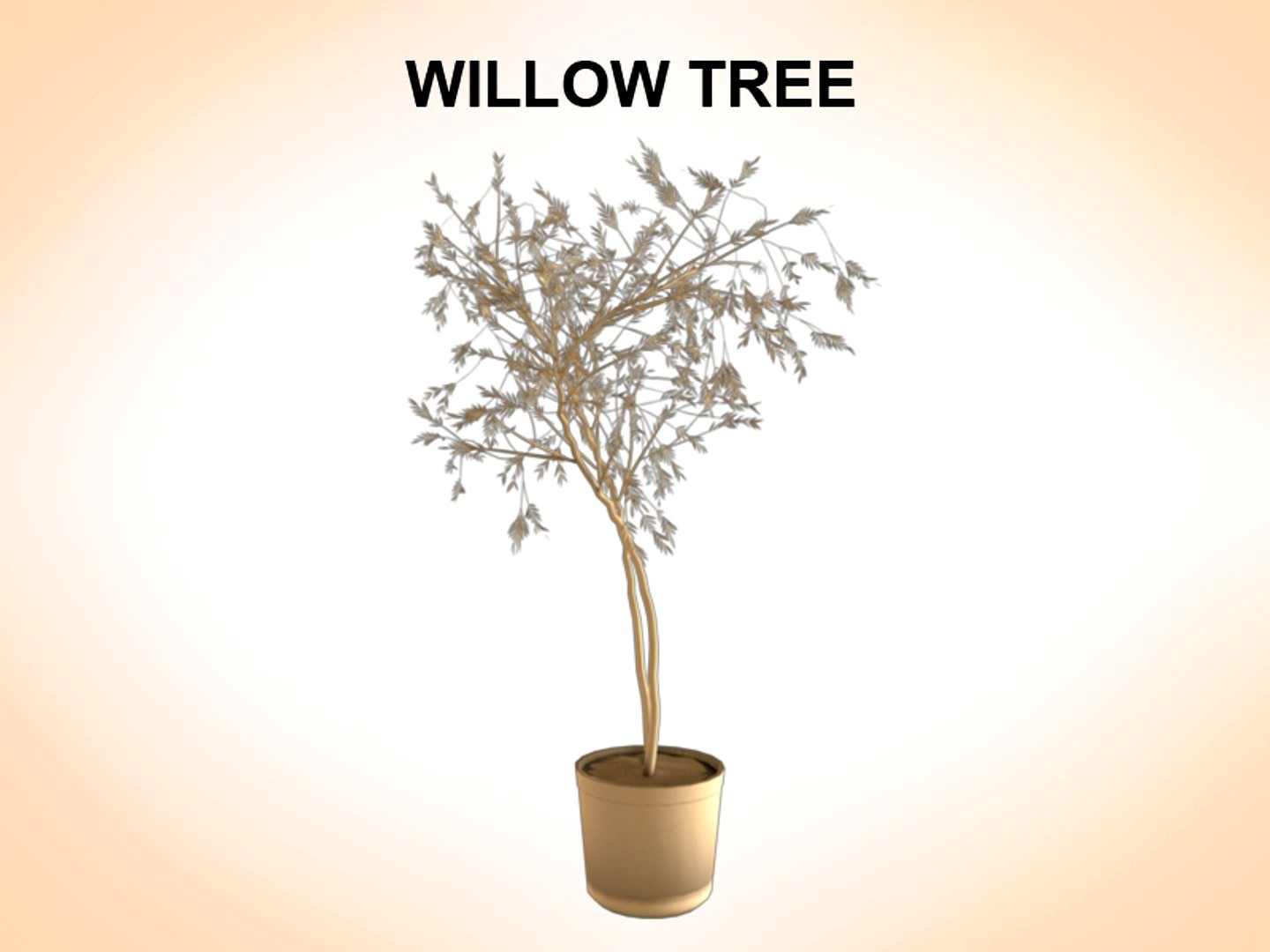 Willow Tree
