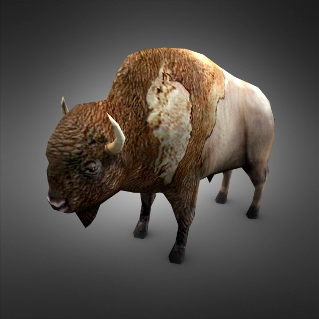 Bison