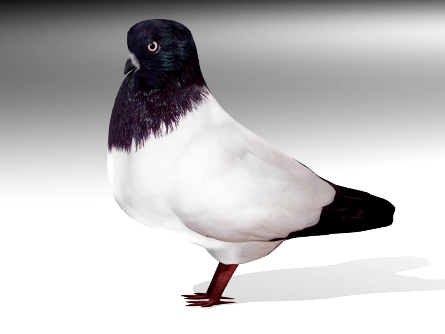 Pigeon