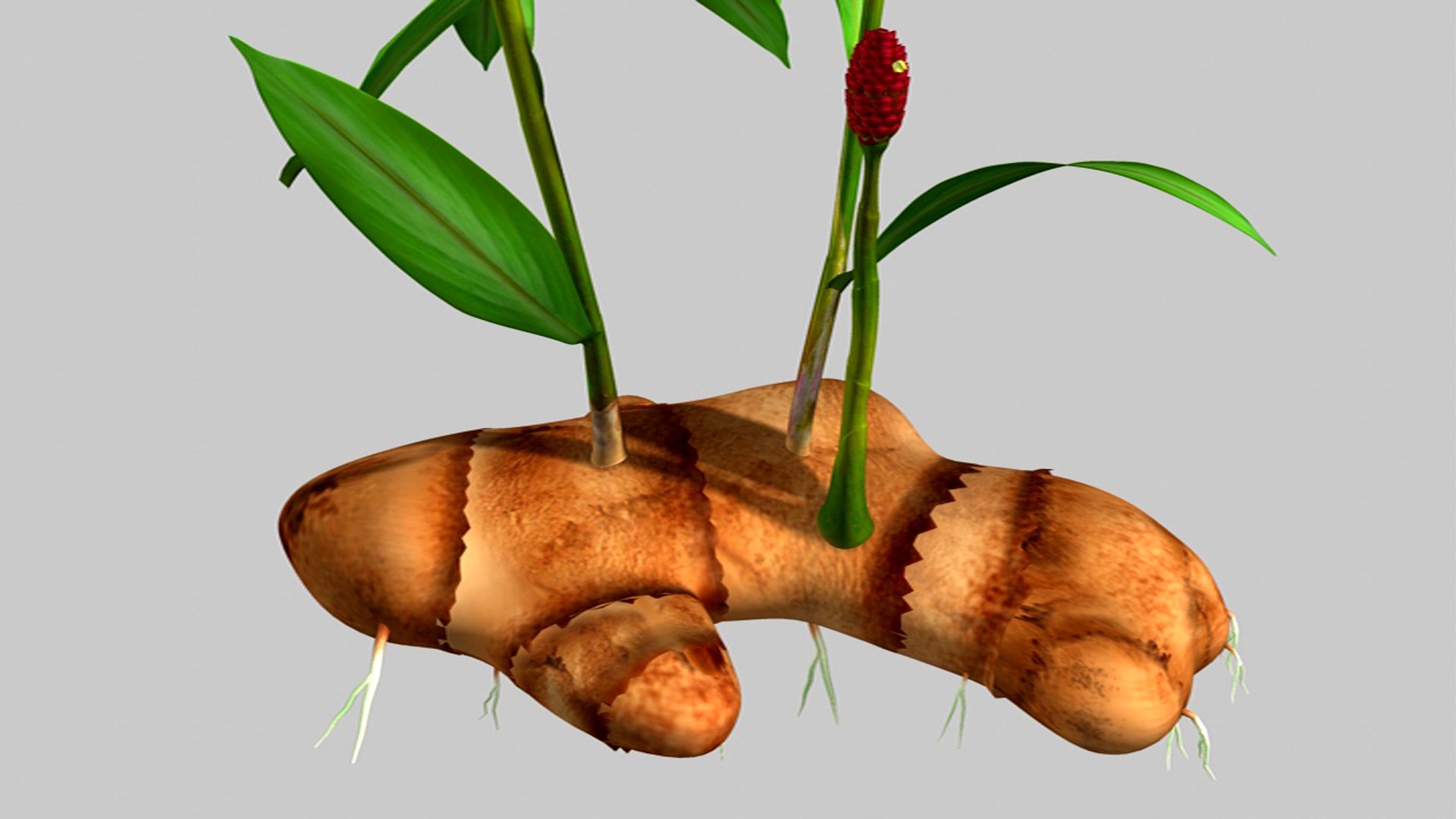 Ginger