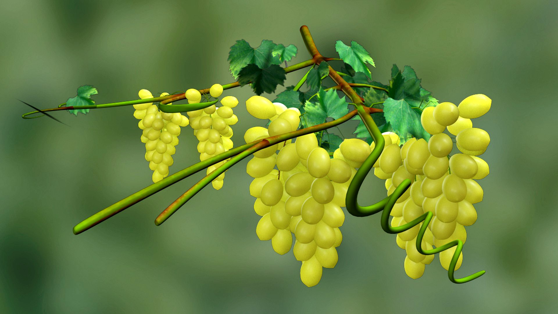 Grapes