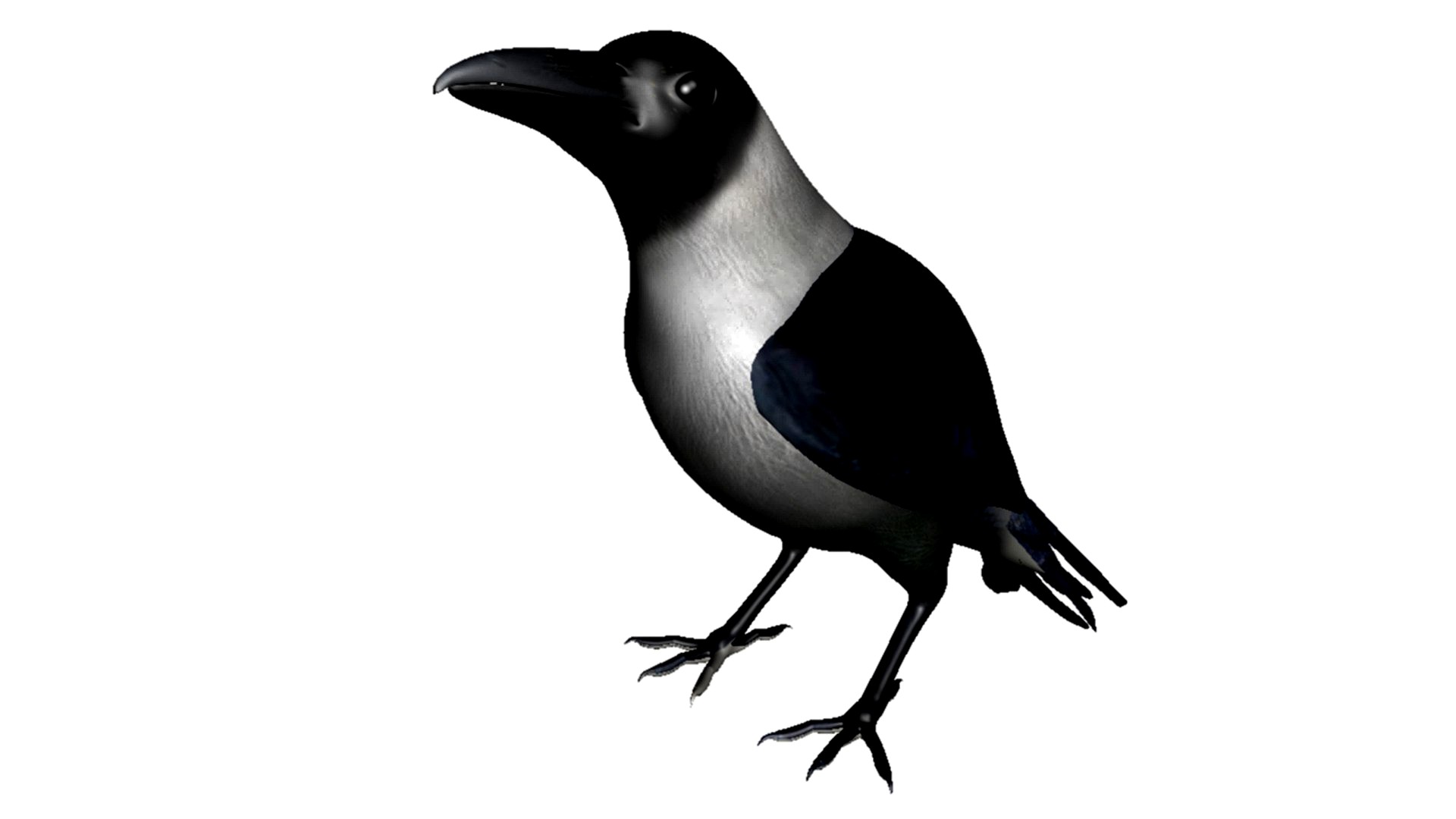 Crow