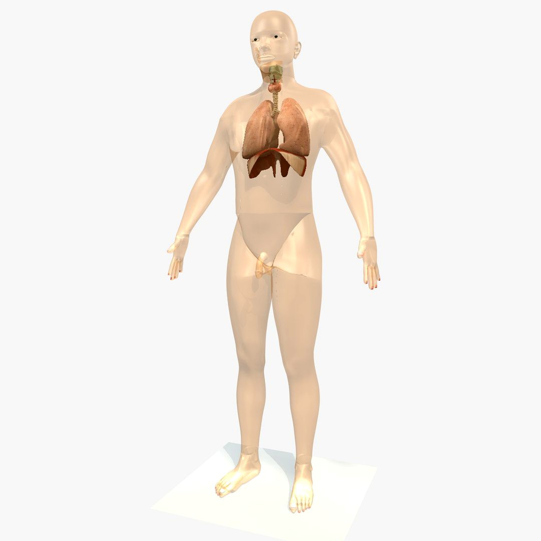 Respiratory and Male Body