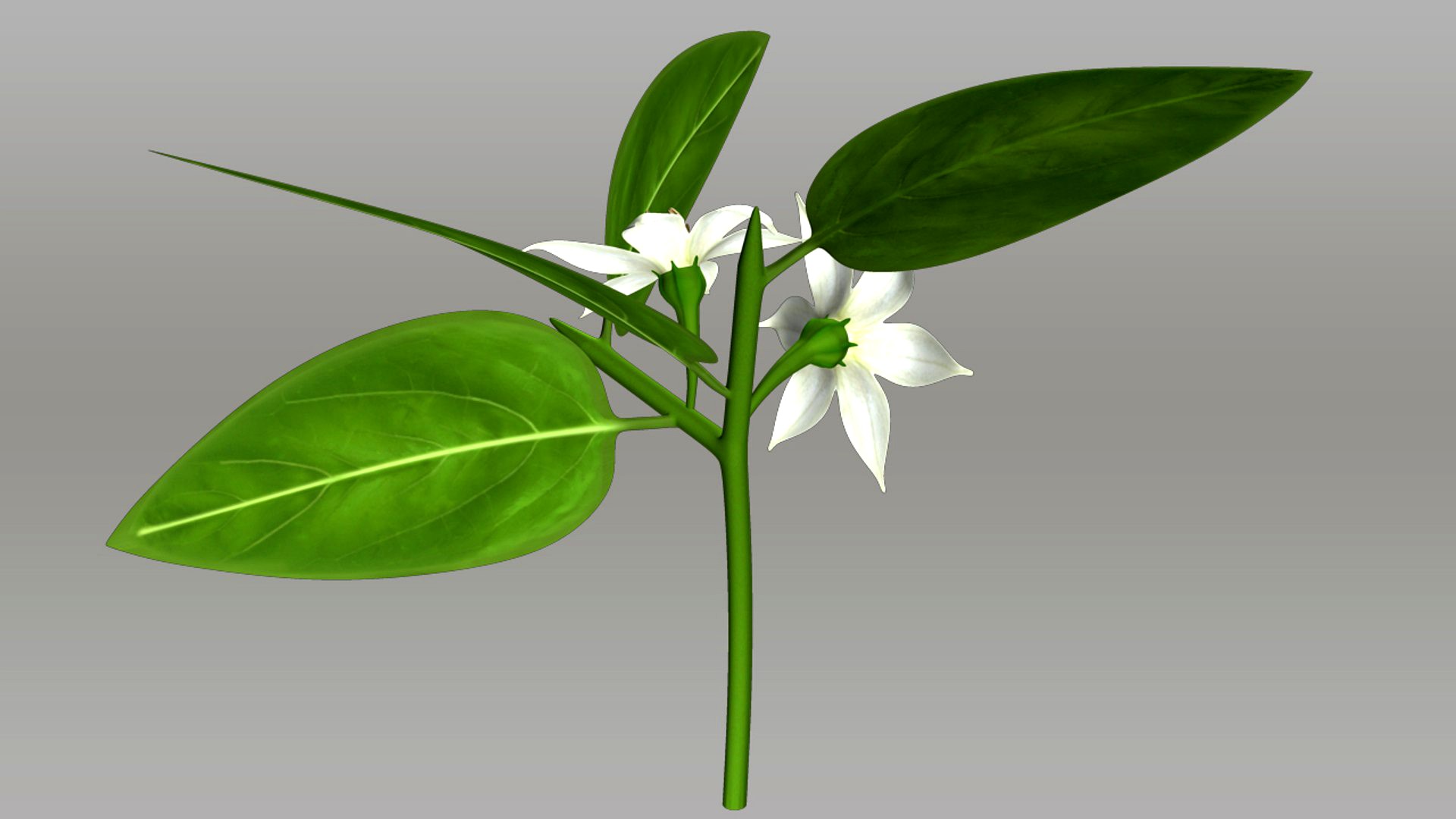 Capsicum