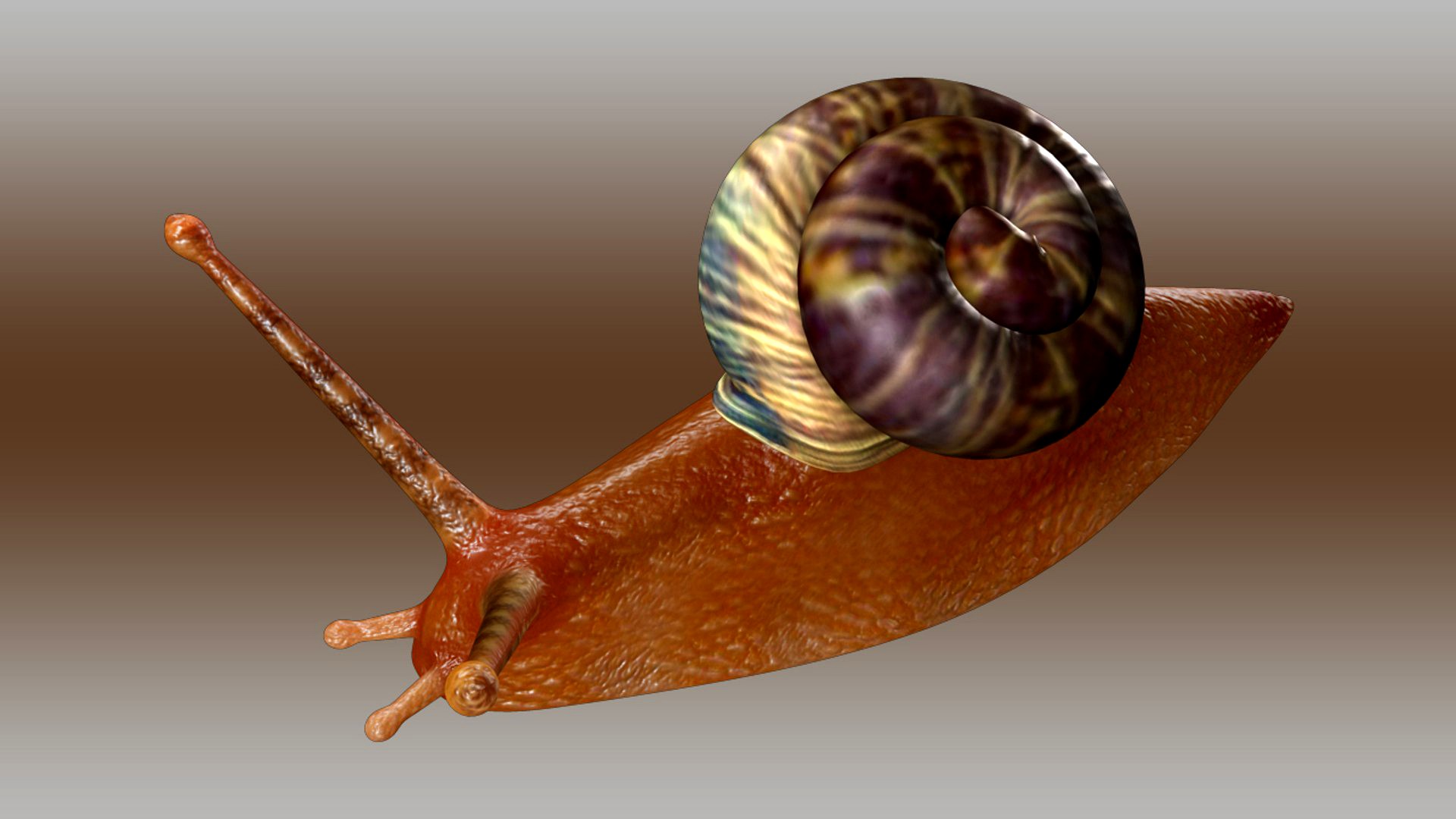 Snail