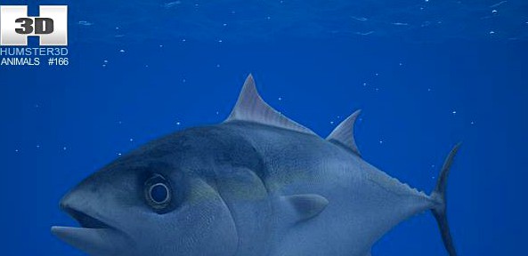 Atlantic Bluefin Tuna 3D Model
