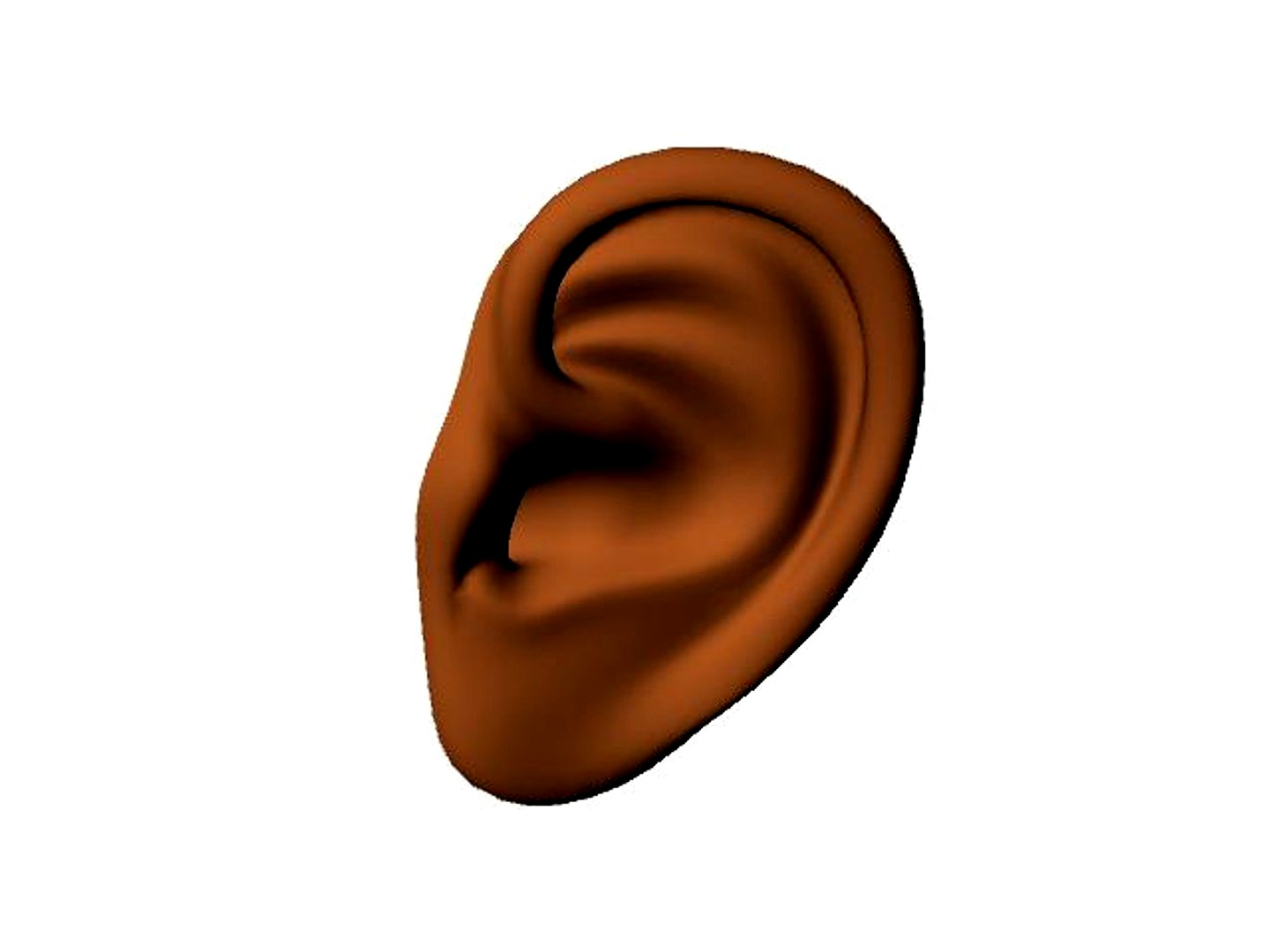 Ear