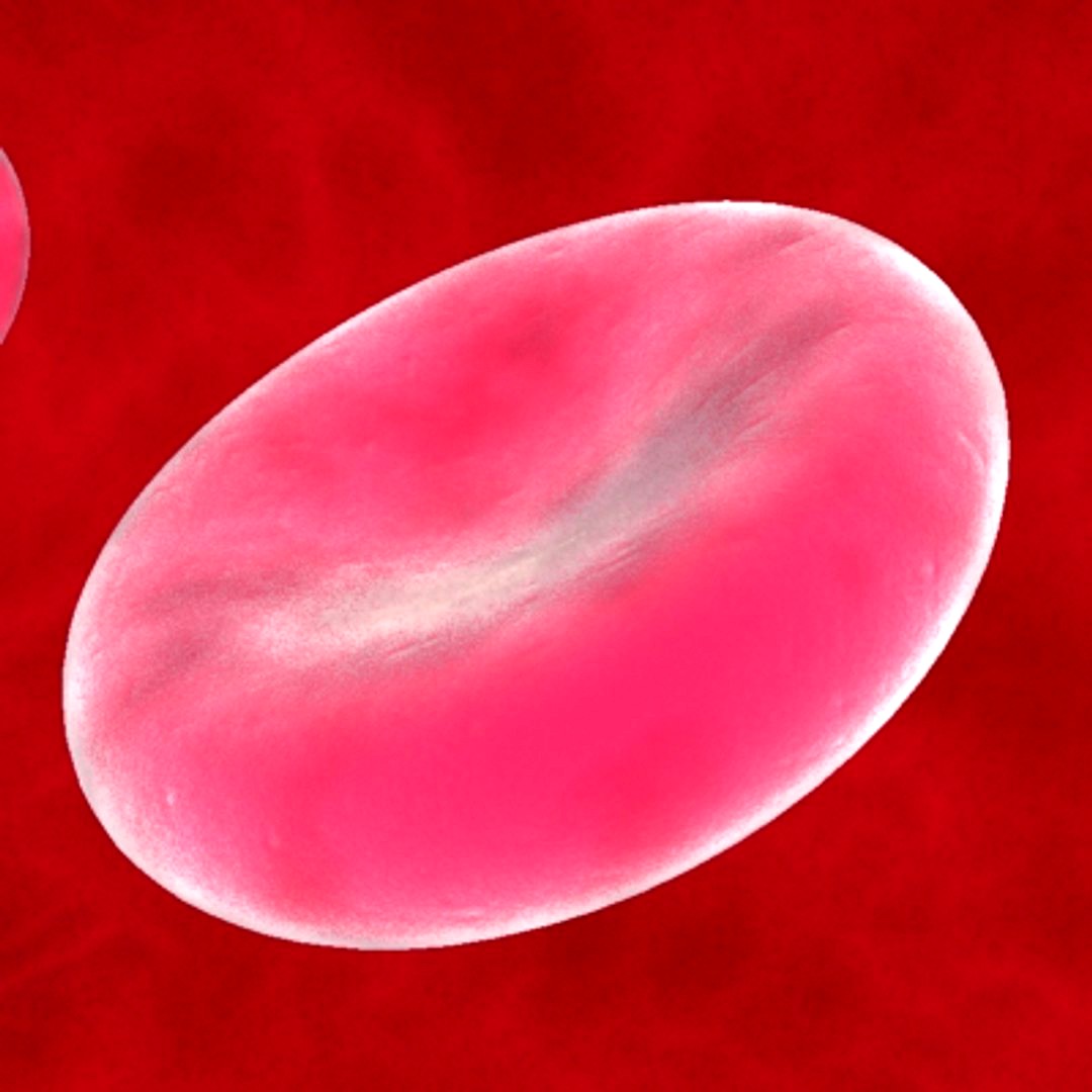 blood cells