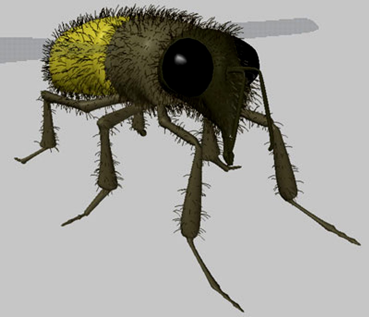 bee