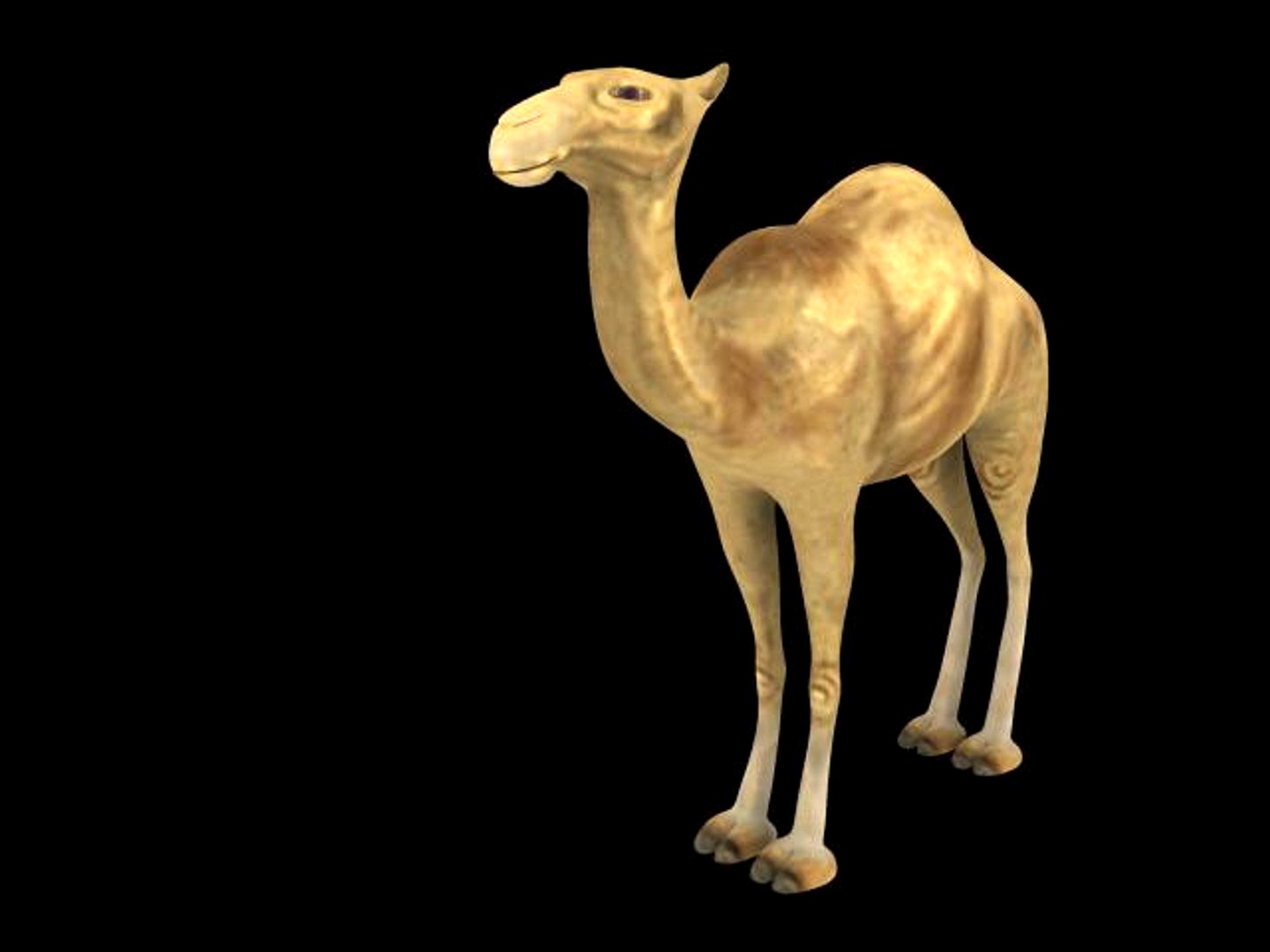 tc camel