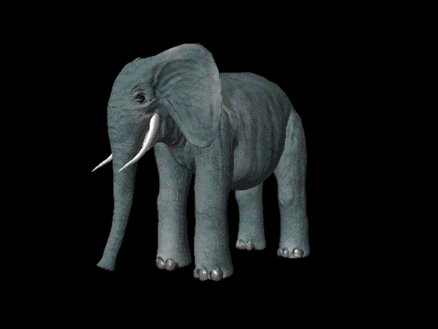 Elephant