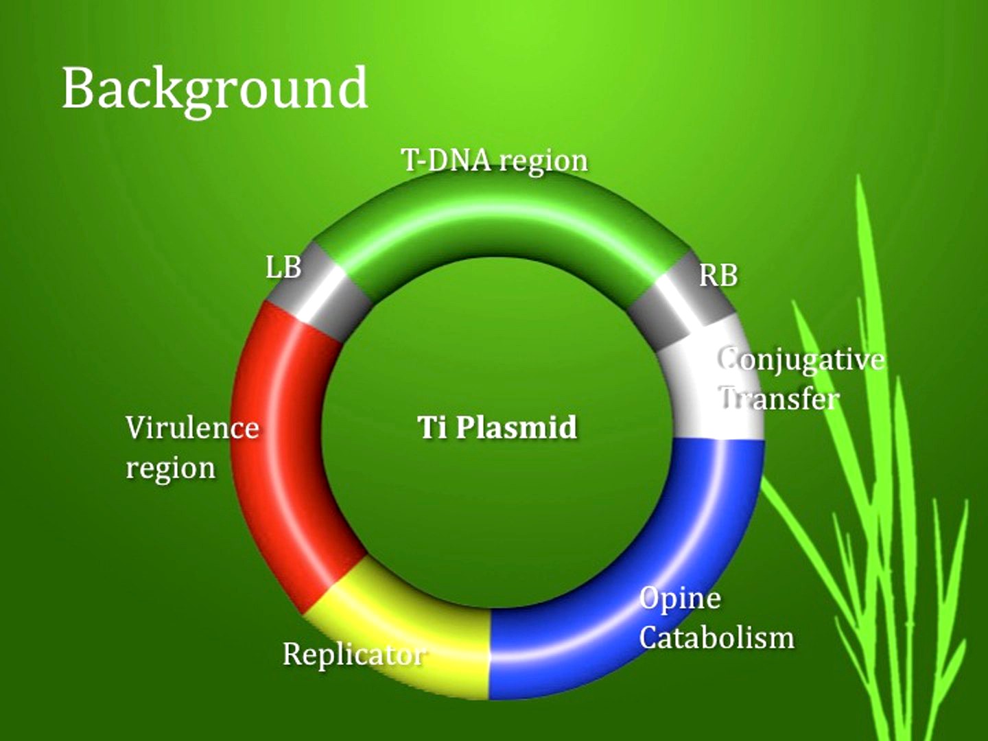 Ti Plasmid