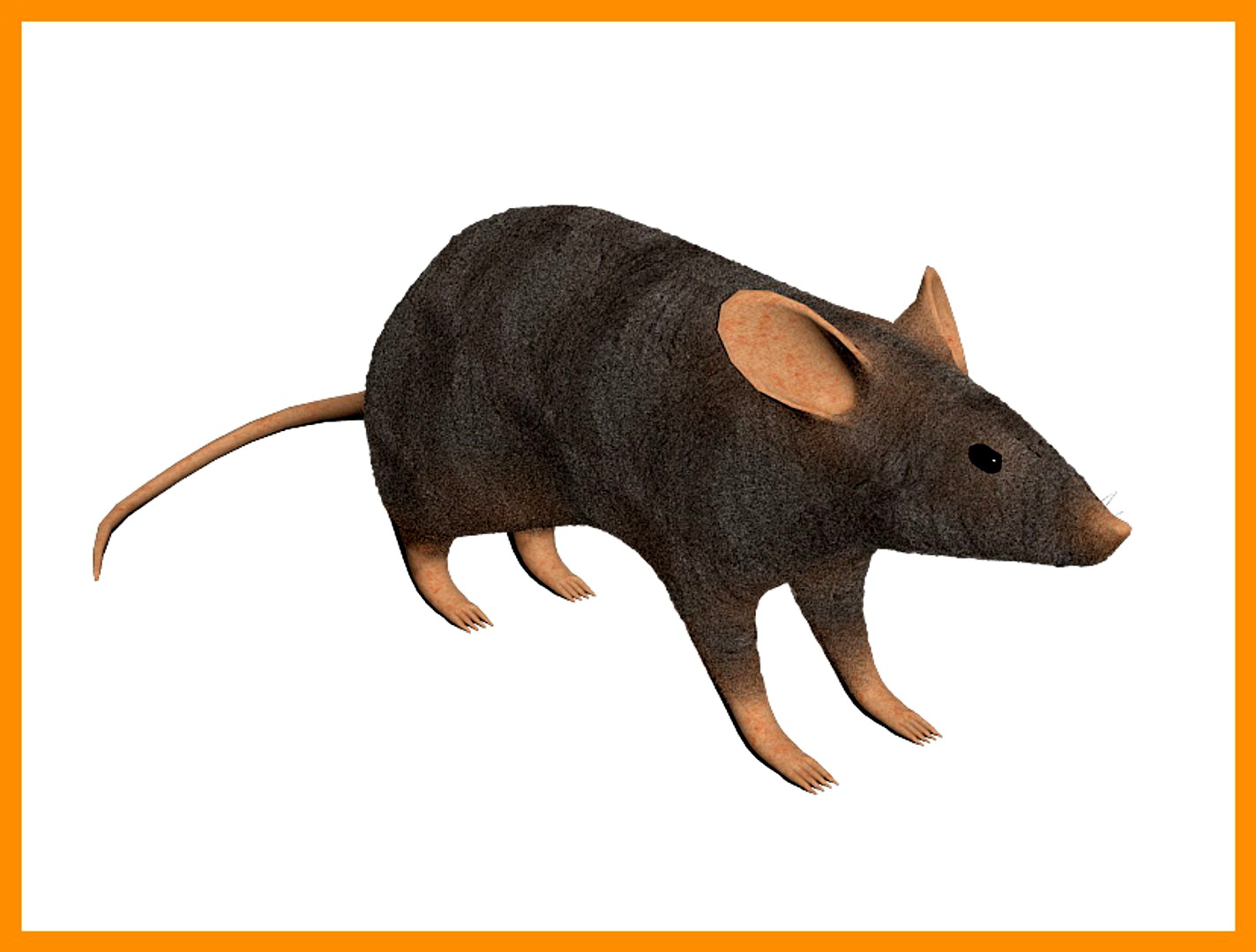 rat