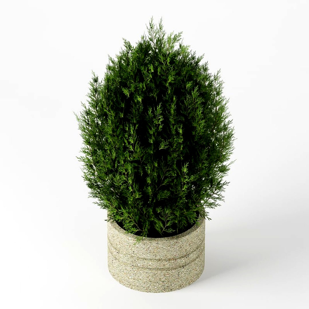 Bush_12 fir tree