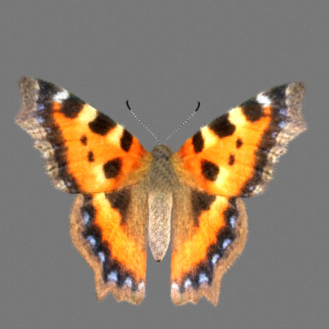 Fur! Tortoise Shell Butterfly with Maya Fur!
