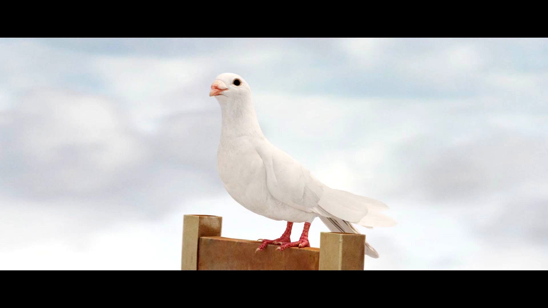 White Dove