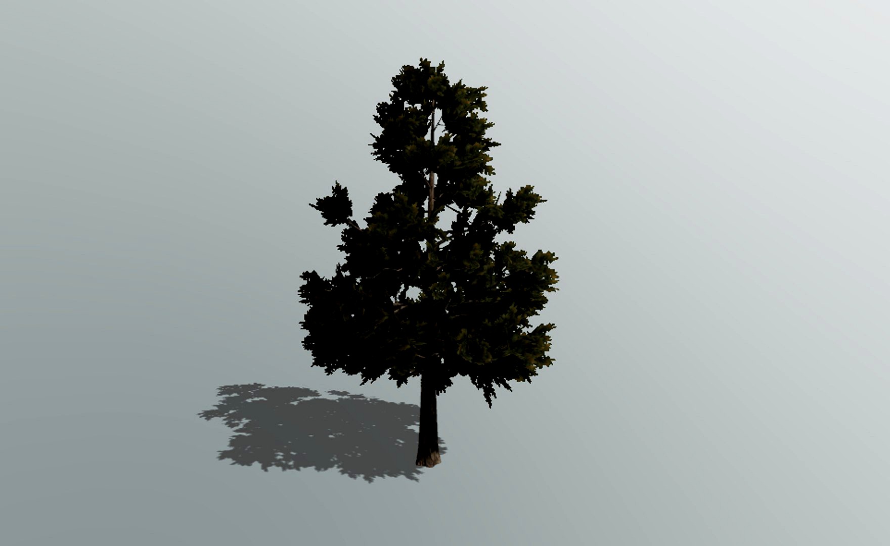 3D Pine Tree NH