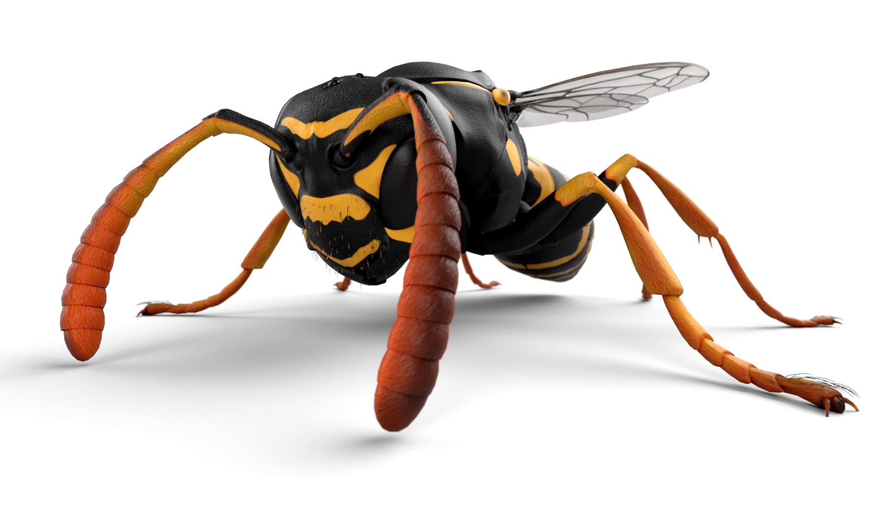 Wasp Low-poly 3D model