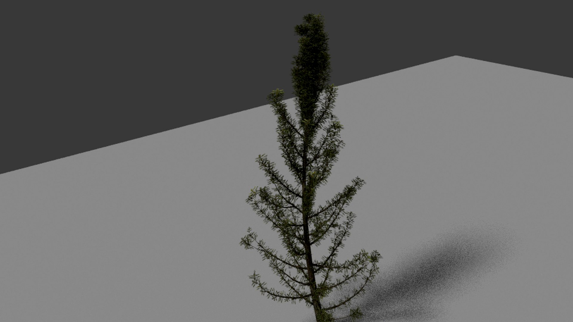 Pine Tree