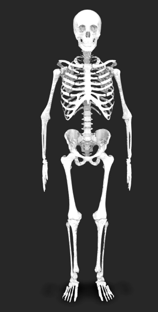 Human Skeleton