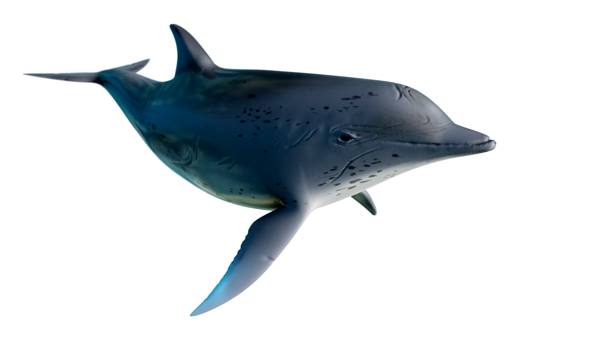 dolphin