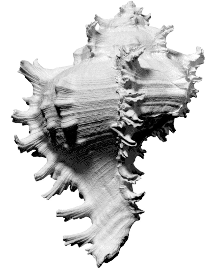 Ramose Murex shell