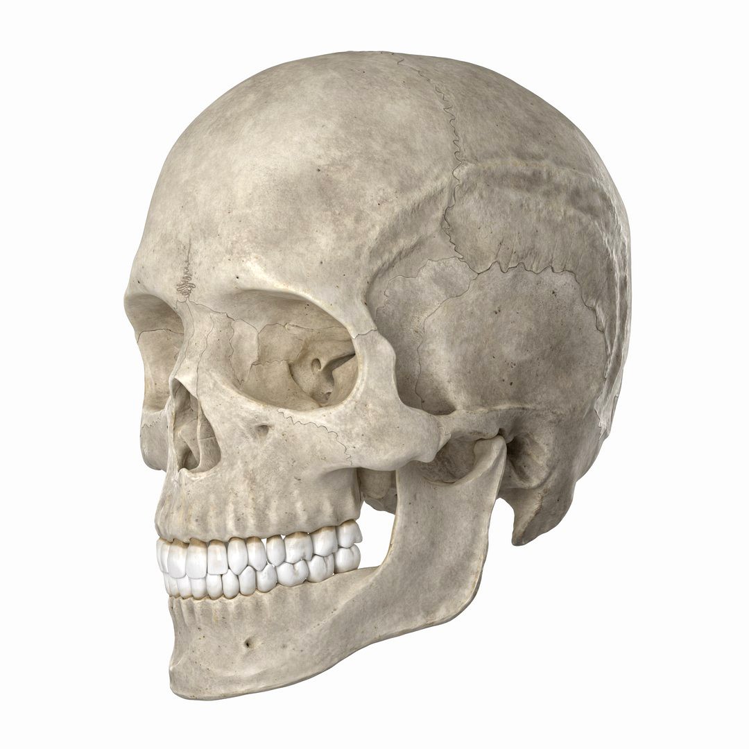 Human Skull PRO - 22 bones