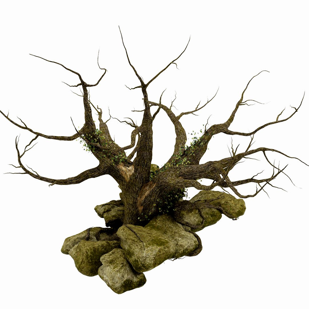 Tree Oak Old
