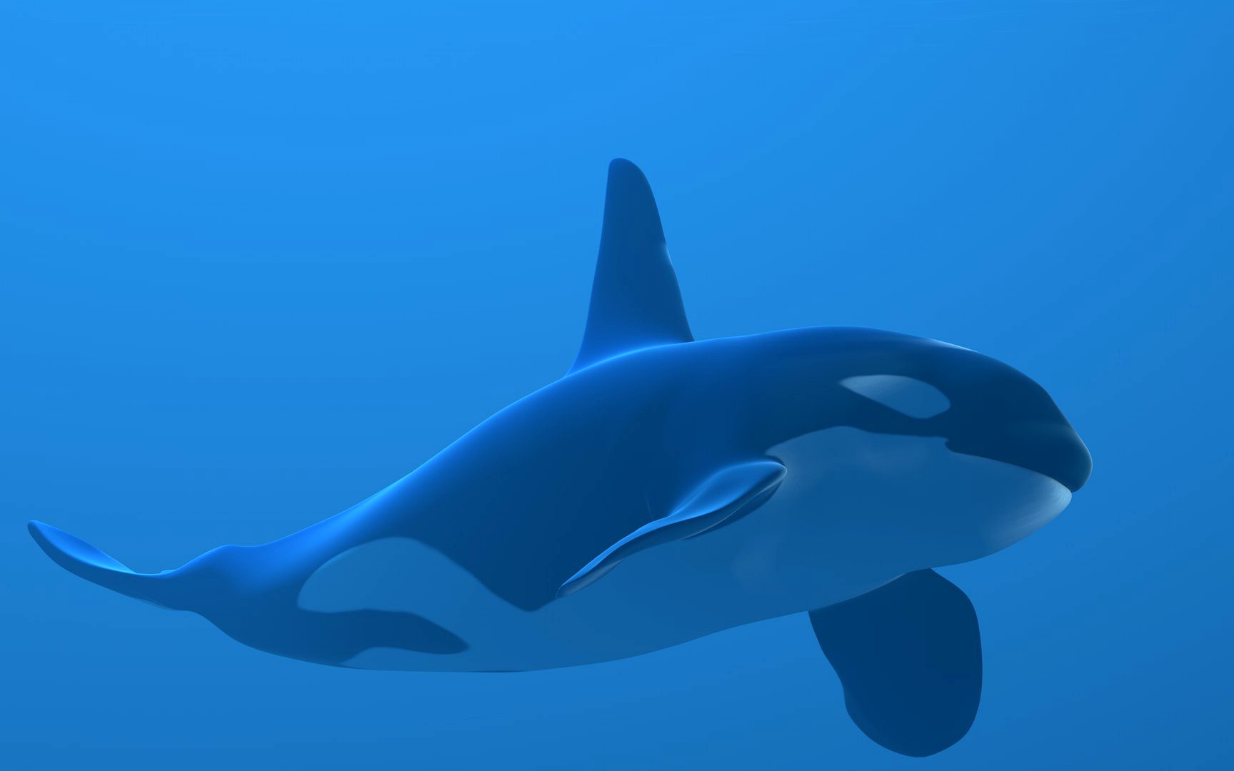 Orca Killer Whale for Cinema4D