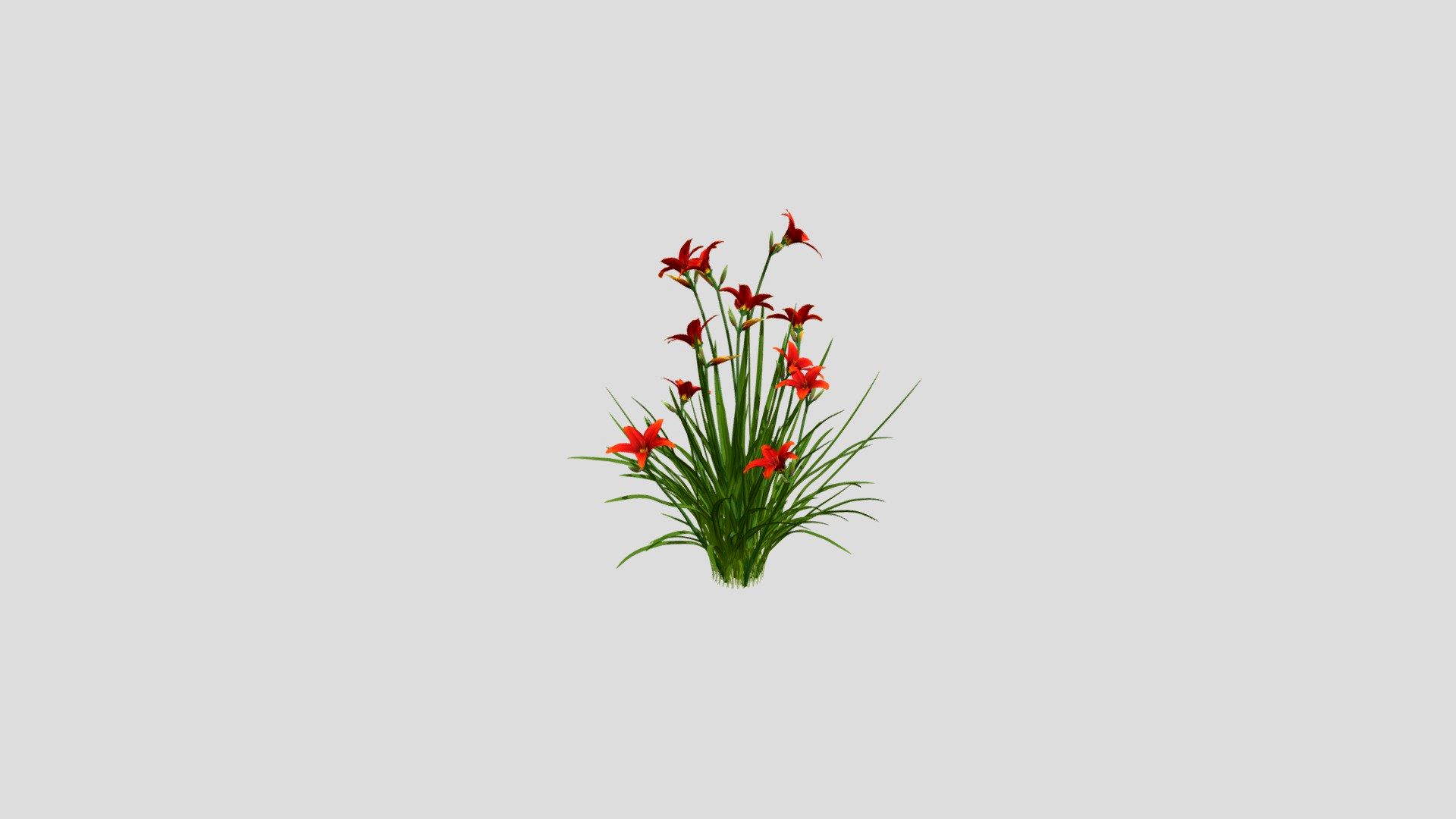 Hemerocallis Ruby Stella 55 AM214 Archmodel