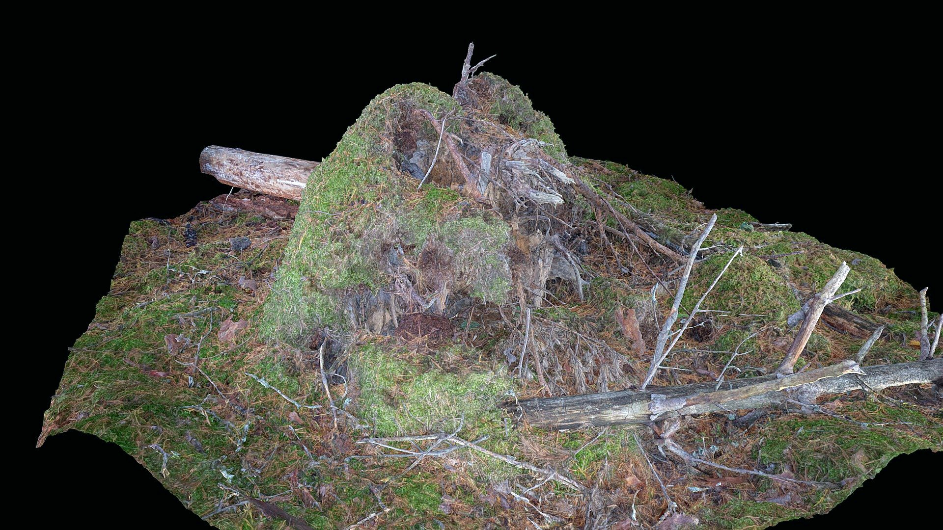 The roots and trunk of a fallen tree