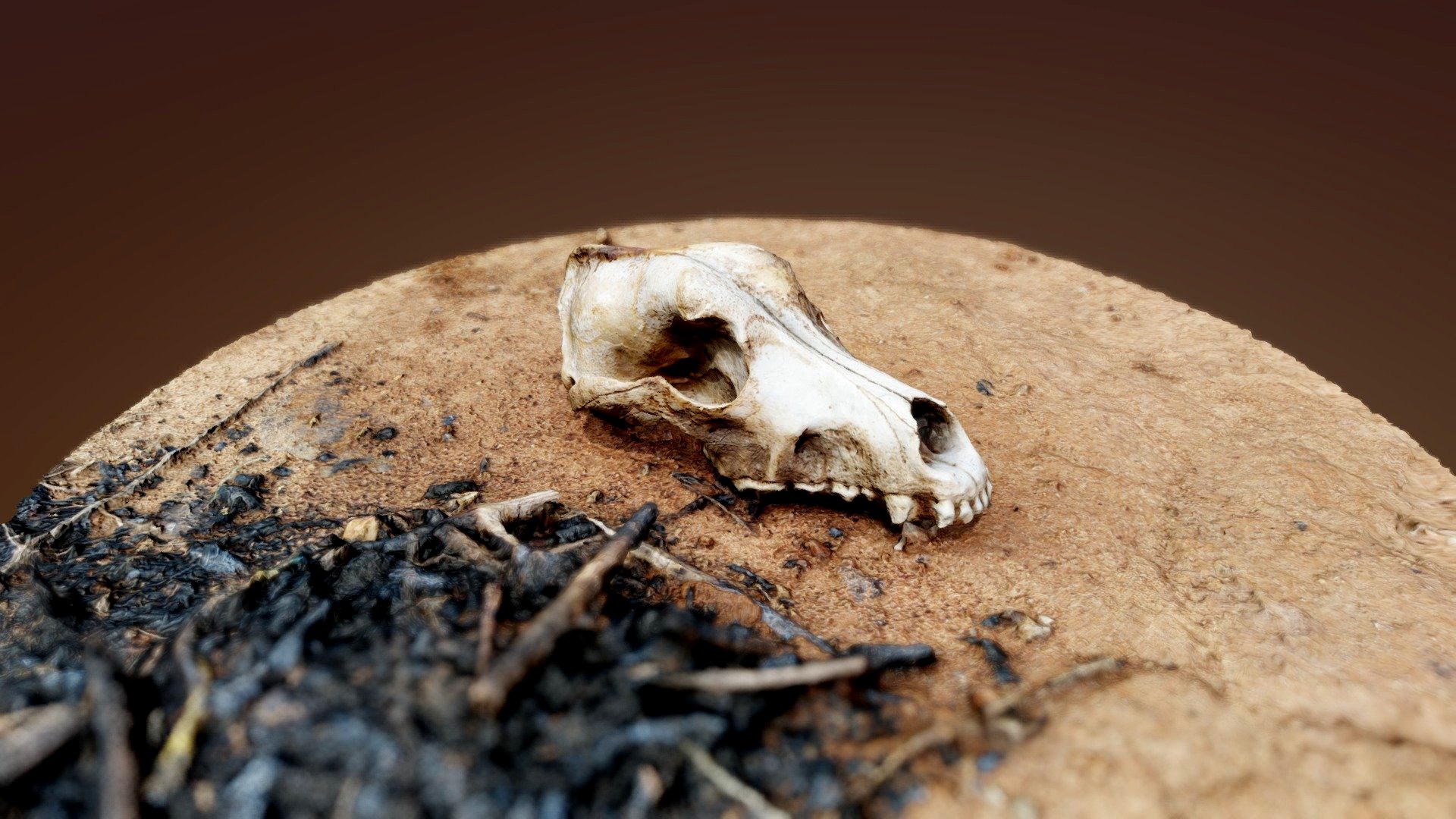 Skull Scan