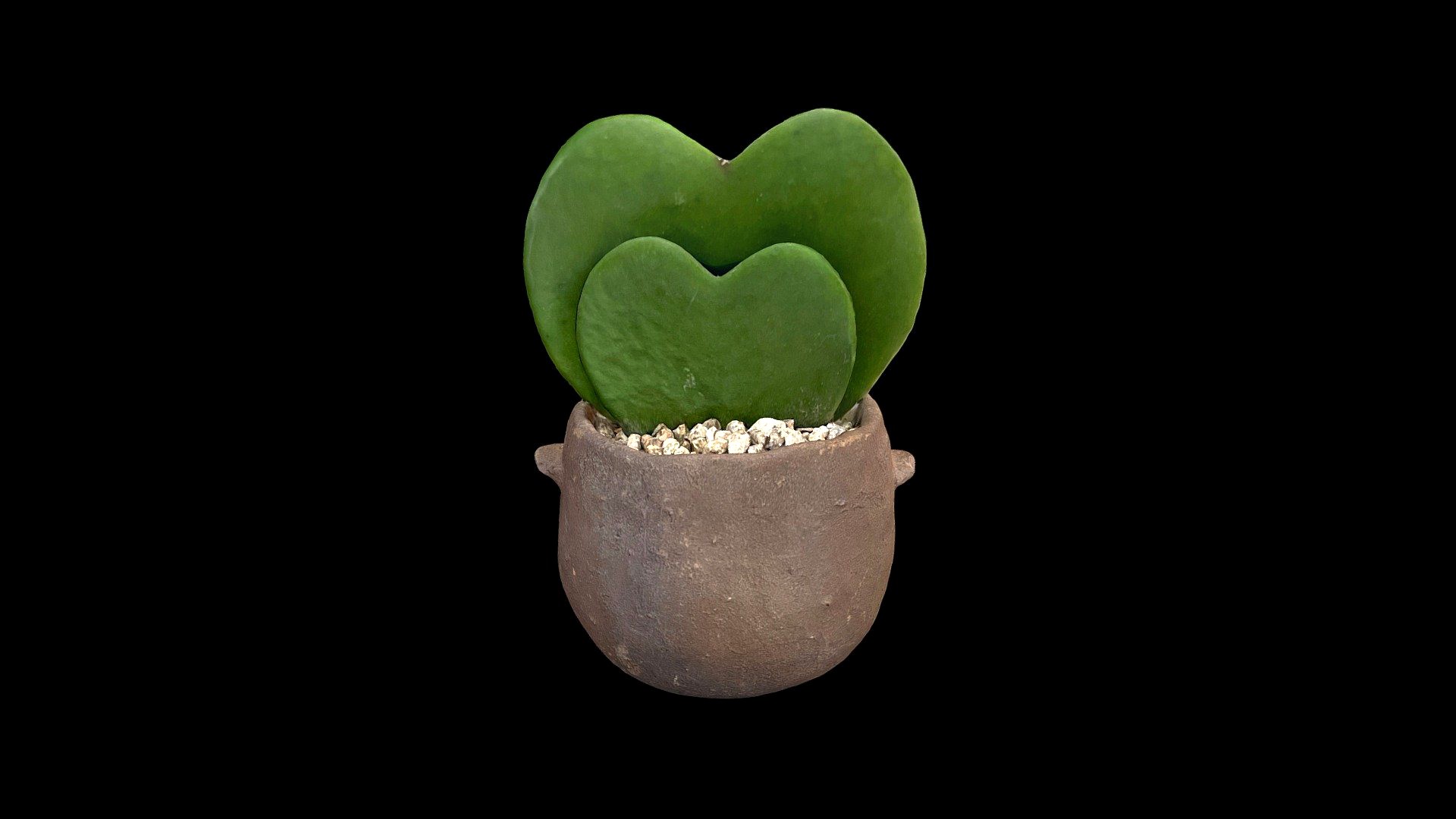 Heart Hoya Kerrii