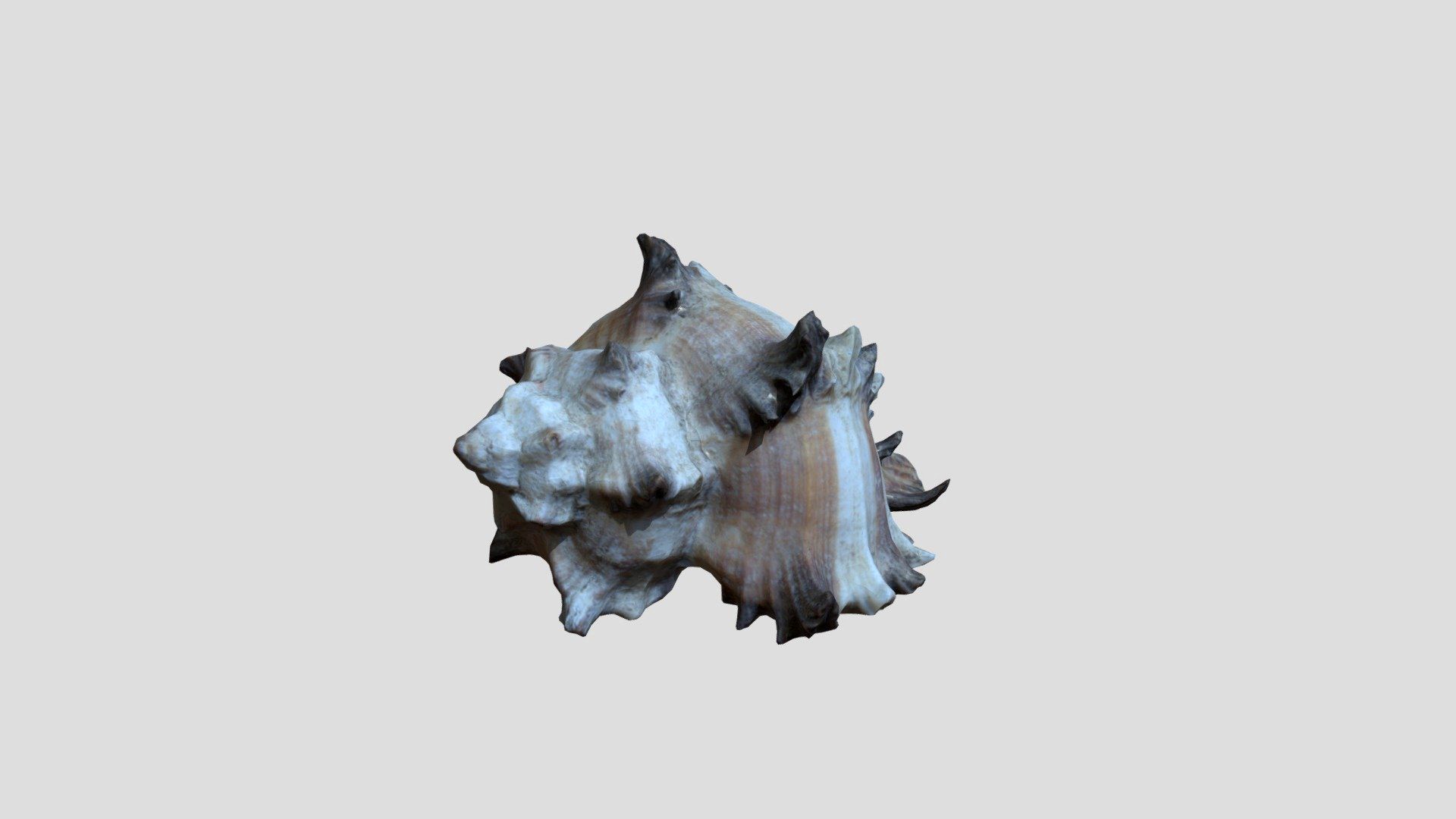 SEASHELL_6