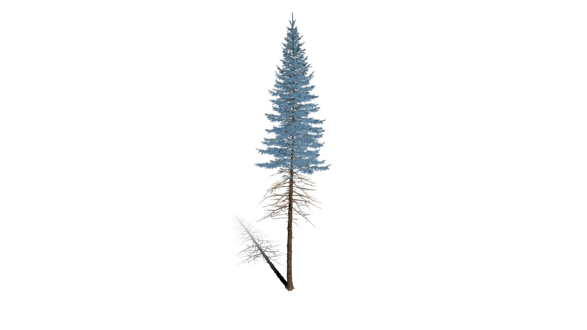 Realistic HD Colorado Blue spruce (23/43)