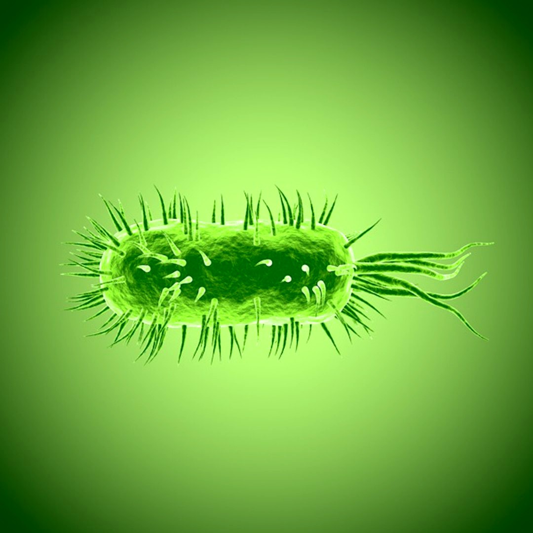 Bacteria bacterium cell