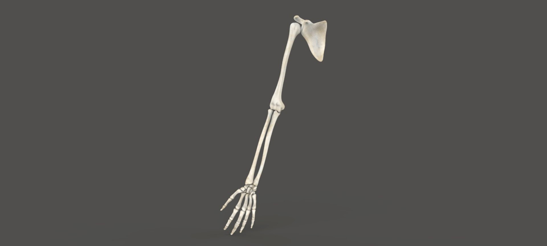 Skeleton of Arm